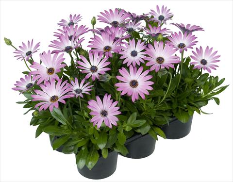 photo of flower to be used as: Pot and bedding Osteospermum Margarita Nano® Light Pink