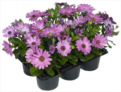 photo of flower to be used as: Pot and bedding Osteospermum Margarita Nano® Pink