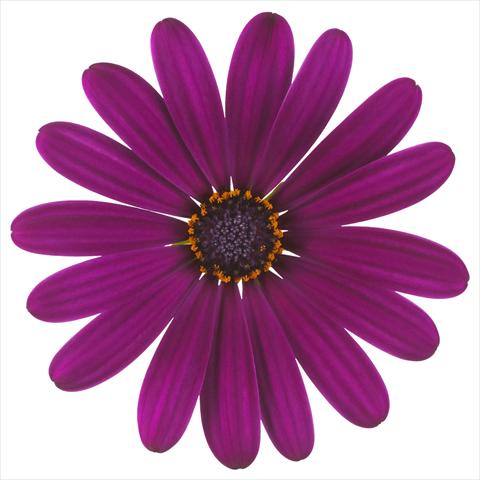 photo of flower to be used as: Pot and bedding Osteospermum Margarita Nano® Purple