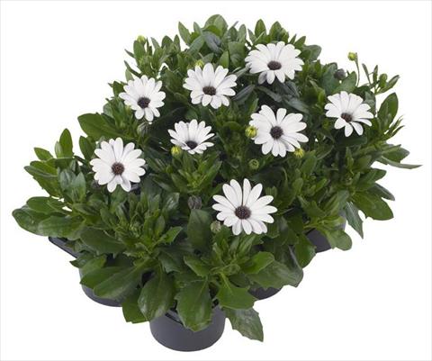 photo of flower to be used as: Pot and bedding Osteospermum Margarita Nano® White