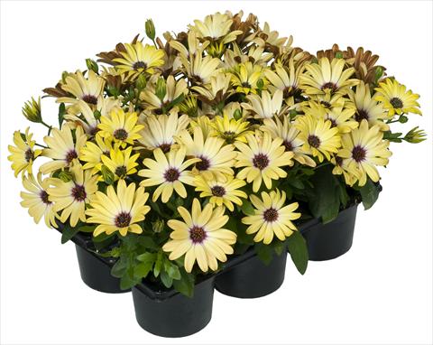 photo of flower to be used as: Pot and bedding Osteospermum Margarita Nano® Yellow