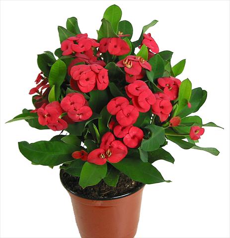 photo of flower to be used as: Pot and bedding Euphorbia x martinii Vulcanus
