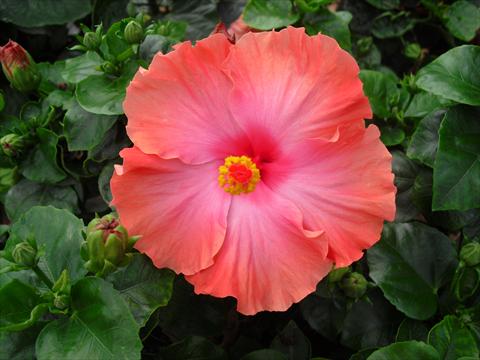 photo of flower to be used as: Pot and bedding Hibiscus rosa-sinensis Caramella