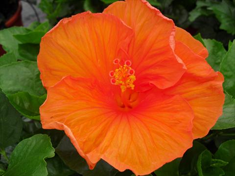 photo of flower to be used as: Pot and bedding Hibiscus rosa-sinensis Carrera
