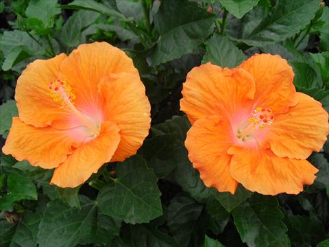 photo of flower to be used as: Pot and bedding Hibiscus rosa-sinensis Pista