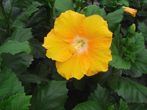 photo of flower to be used as: Pot and bedding Hibiscus rosa-sinensis Solero