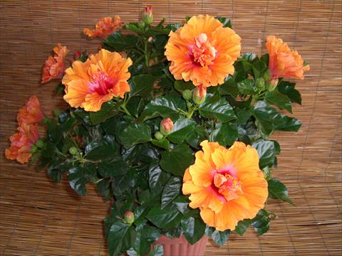photo of flower to be used as: Pot and bedding Hibiscus rosa-sinensis Targa