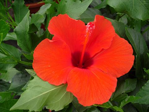 photo of flower to be used as: Pot and bedding Hibiscus rosa-sinensis Tornado