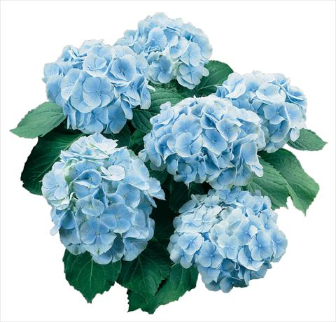 photo of flower to be used as: Pot and bedding Hydrangea macrophylla Everbloom Blue Wonder