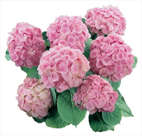 photo of flower to be used as: Pot and bedding Hydrangea macrophylla Everbloom Pink Wonder
