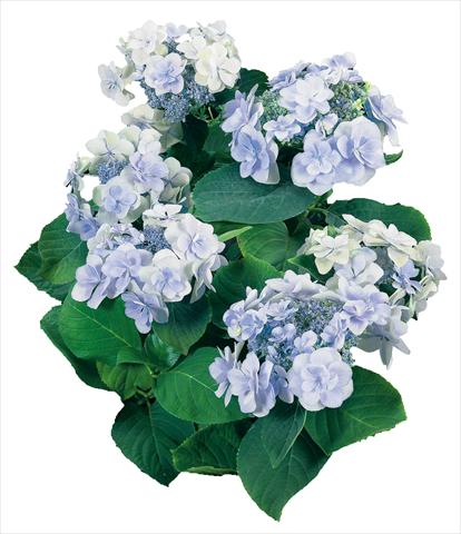 photo of flower to be used as: Pot and bedding Hydrangea macrophylla YOU&ME Emotion Youmethree Blu