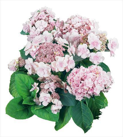 photo of flower to be used as: Pot and bedding Hydrangea macrophylla YOU&ME Emotion Youmethree Rosa