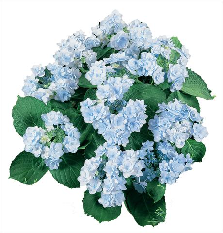 photo of flower to be used as: Pot and bedding Hydrangea macrophylla YOU&ME Forever Youmeone Blu