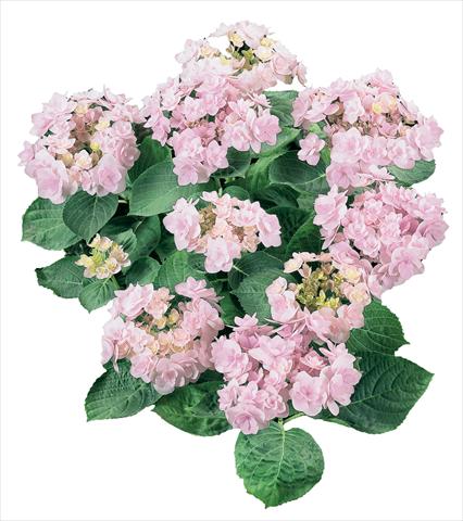 photo of flower to be used as: Pot and bedding Hydrangea macrophylla YOU&ME Forever Youmeone Rosa