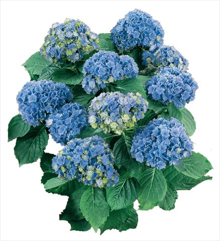 photo of flower to be used as: Pot and bedding Hydrangea macrophylla YOU&ME Together Youmefive Blu
