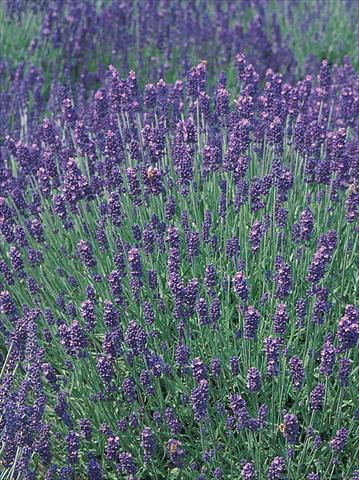 photo of flower to be used as: Pot and bedding Lavandula angustifolia Hidcote Blue
