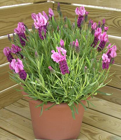 photo of flower to be used as: Pot and bedding Lavandula stoechas Paradiso Dark Pink