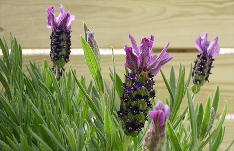 photo of flower to be used as: Pot and bedding Lavandula stoechas Paradiso Purple