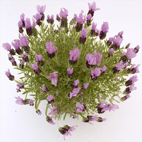 photo of flower to be used as: Pot and bedding Lavandula stoechas Pico Paradiso Lavender