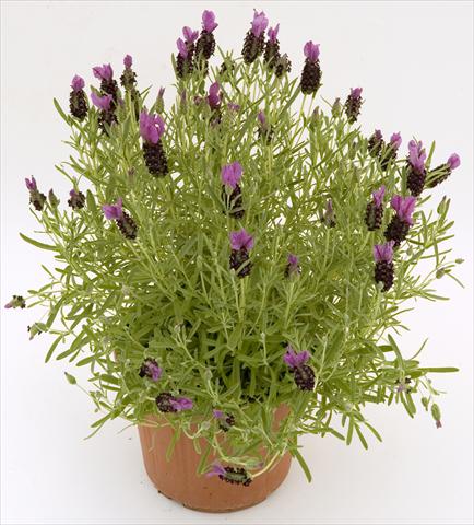 photo of flower to be used as: Pot and bedding Lavandula stoechas Pico Paradiso Purple