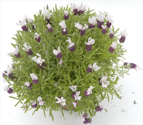 photo of flower to be used as: Pot and bedding Lavandula stoechas Pico Paradiso Red