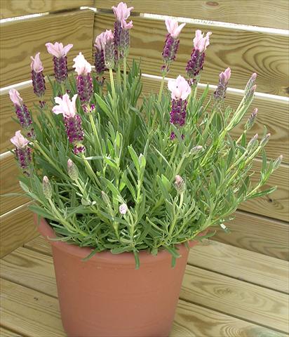 photo of flower to be used as: Pot and bedding Lavandula stoechas Pico Paradiso Rose