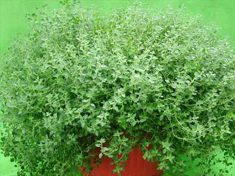 photo of flower to be used as: Pot and bedding Thymus citrodorus Lemon Supreme