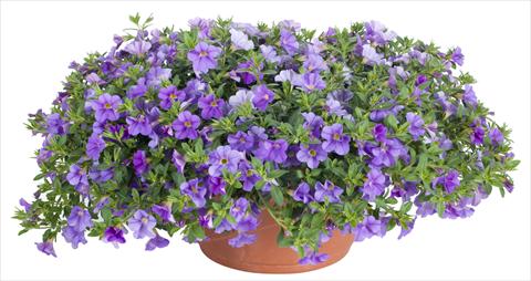 photo of flower to be used as: Pot, patio, basket Calibrachoa Lindura® Light Blue