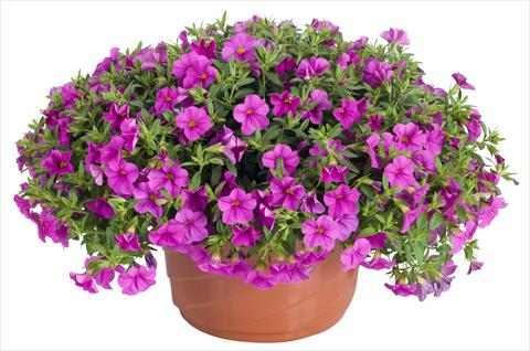 photo of flower to be used as: Pot, patio, basket Calibrachoa Lindura® Pink