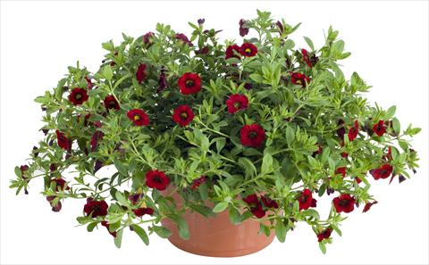 photo of flower to be used as: Pot, patio, basket Calibrachoa Lindura® Red