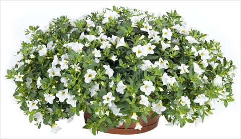 photo of flower to be used as: Pot, patio, basket Calibrachoa Lindura® White