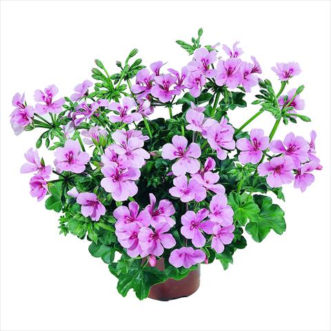 photo of flower to be used as: Basket / Pot Pelargonium peltatum RED FOX Belle Ville Pink