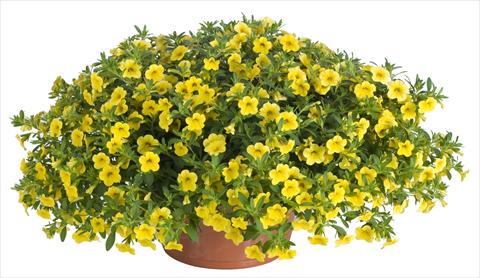 photo of flower to be used as: Pot, patio, basket Calibrachoa Lindura® Yellow