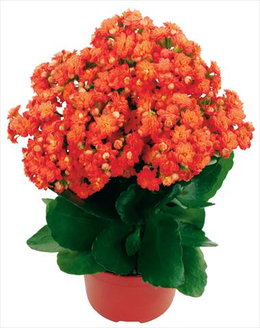 photo of flower to be used as: Pot and bedding Kalanchoe Calandiva® Bardot Improved
