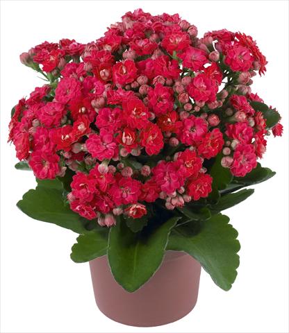photo of flower to be used as: Pot and bedding Kalanchoe Calandiva® Cher