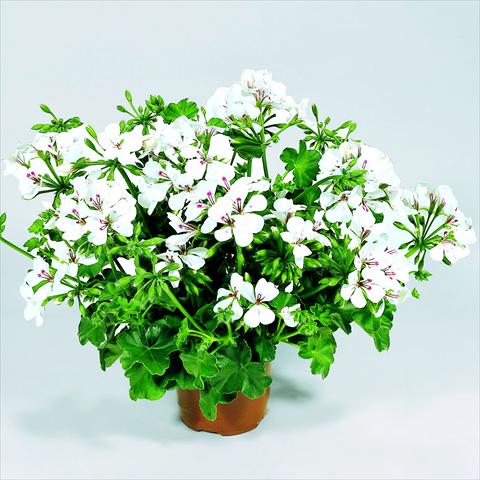 photo of flower to be used as: Basket / Pot Pelargonium peltatum RED FOX Belle Ville White
