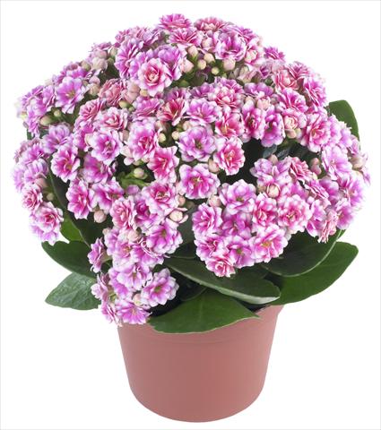 photo of flower to be used as: Pot and bedding Kalanchoe Calandiva® Weaver