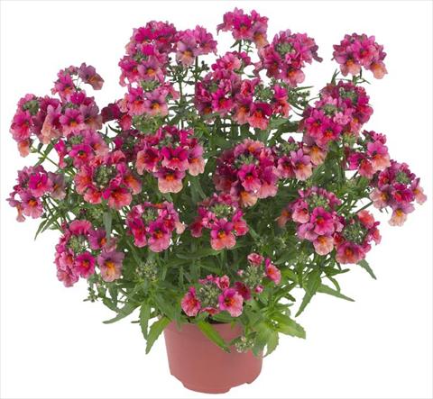 photo of flower to be used as: Pot, patio, basket Nemesia Angelart® Fruit Punch