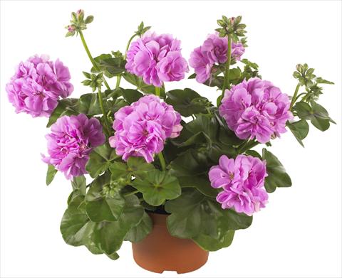 photo of flower to be used as: Pot, patio, basket Pelargonium peltatum Dancing Idols® Lavender Improved