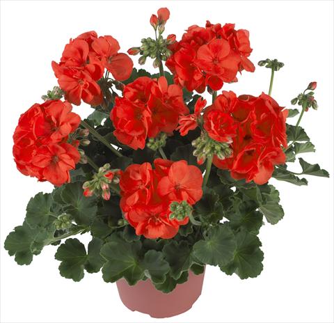 photo of flower to be used as: Pot Pelargonium zonale Summer Idols® Orange