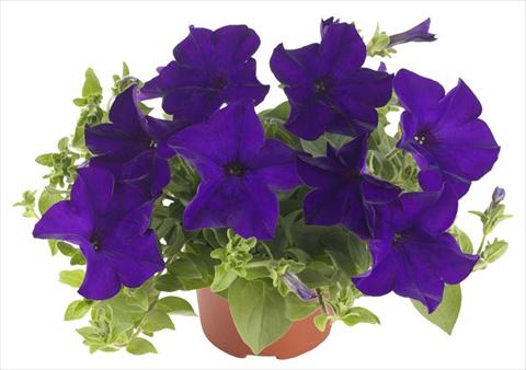 photo of flower to be used as: Pot, patio, basket Petunia Fortunia® Blue