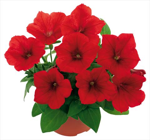 photo of flower to be used as: Pot, patio, basket Petunia Fortunia® Red