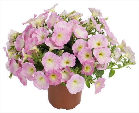 photo of flower to be used as: Pot, patio, basket Petunia Fortunia® Rose Bicolor