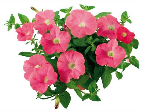 photo of flower to be used as: Pot, patio, basket Petunia Fortunia® Salmon