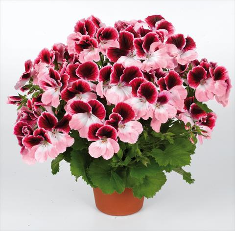 photo of flower to be used as: Pot Pelargonium grandiflorum pac® Aristo® Darling
