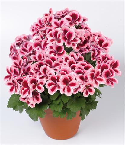 photo of flower to be used as: Pot Pelargonium grandiflorum pac® Candy Flowers® Strawberry Cream