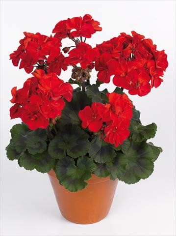 photo of flower to be used as: Pot Pelargonium zonale pac® Abelina
