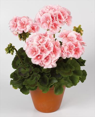 photo of flower to be used as: Pot Pelargonium zonale pac® Salmon Queen