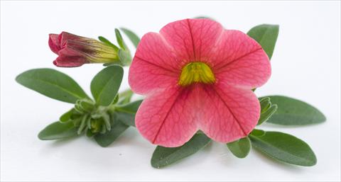 photo of flower to be used as: Pot, patio, basket Calibrachoa Caloha Pink Orange Star