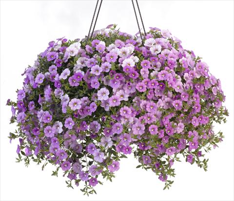 photo of flower to be used as: Pot, patio, basket Calibrachoa Caloha Silver Sky